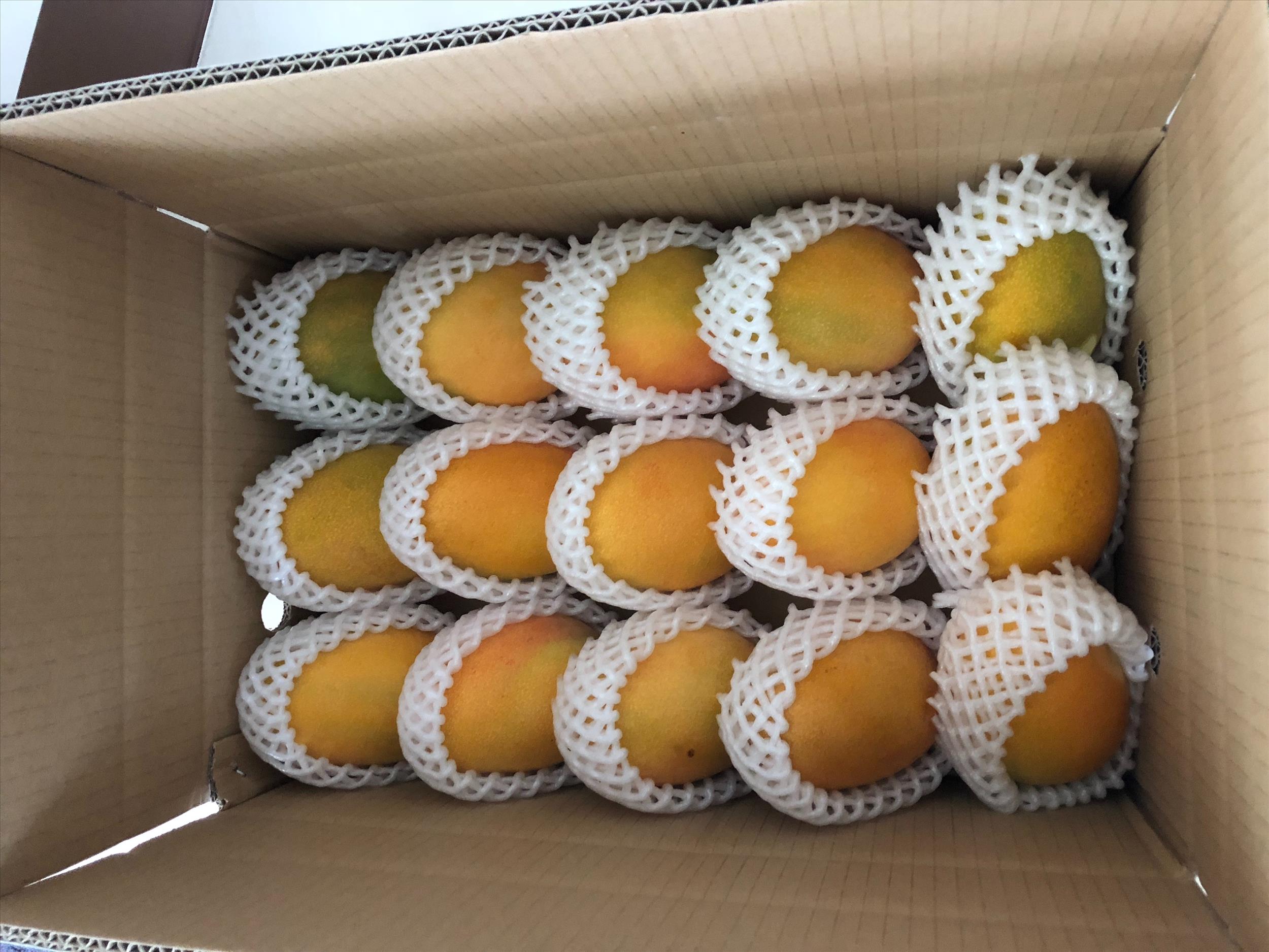 夏雪芒果